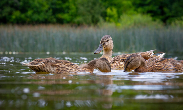 A beautiful wild mallard duck family swimming in the wiver during summer day. A typical seasonal scenery with local birds in Latvia, Europe.