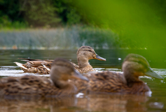 A beautiful wild mallard duck family swimming in the wiver during summer day. A typical seasonal scenery with local birds in Latvia, Europe.