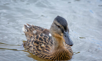 A beautiful, curious young duckling swimming in the river during summer day. A typical seasonal...