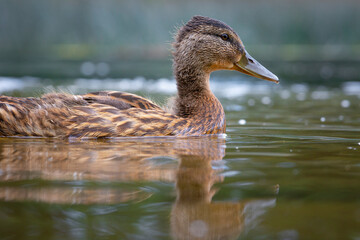 A beautiful, curious young duckling swimming in the river during summer day. A typical seasonal scenery of wild birds in Latvia, Europe.