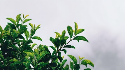 Obraz premium Beautiful lush greenery with vibrant leaves, healthy foliage, natural outdoor plant growth, eco-friendly botanical scenery, and peaceful garden environment