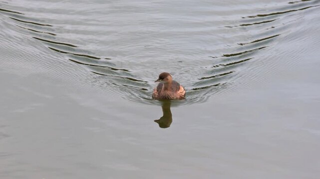 Little Grebe or Dabchick (Tachybaptus ruficollis) swimming on a lake, creating a clear bow wave, then shaking its plumage. September, Kent, UK. Slow motion x3