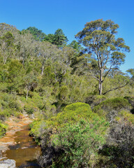 A stream runs through the eucalyptus forest in the Blue Mountains of Australia. 