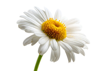 Fototapeta premium Close-up of Single White Daisy Flower with Yellow Center