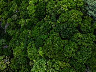 dense green forest pau brasil in daylight.