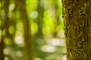 view of dense green forest pau brasil in daylight.