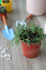Houseplants, flower pots and mini gardening equipment. Urban gardening at home or on the balcony. Selective focus.