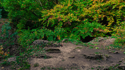 wallpaper panorama forest greenery wood land dirt ground foreground and trees green foliage background summer day