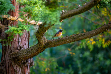 Fototapeta premium A beautiful adult redstart in a summer garden. Seasonal portrait of a bird in Latvia, Europe.