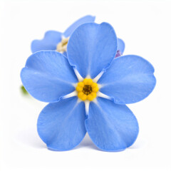 Obraz premium Beautiful, delicate blue forget me not flower in close up view. An isolated plant on white background, gentle and beautiful symbol of remembrance from nature