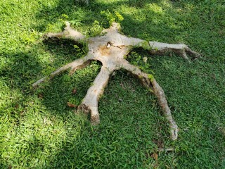 The tree is cut close to ground remain root stumps