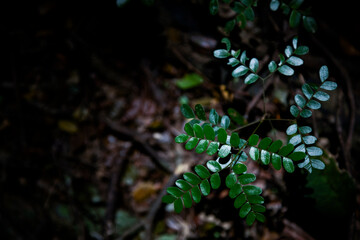Forest plant on dark ground Pau Brasil