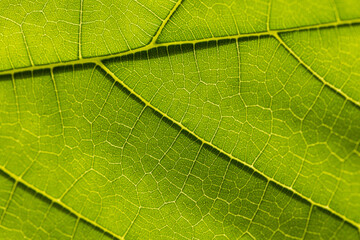 Macro leaves,Leaf texture macro. Leaf vein pattern macro photography. Green leaf cells macro. Leaf close-up shot.