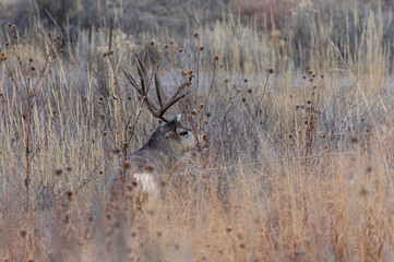 Mule Deer Buck During the Rut in Autumn in Colorado