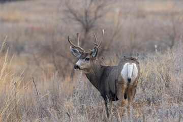 Mule Deer Buck During the Rut in Autumn in Colorado