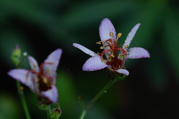 格調高い気品ある花姿