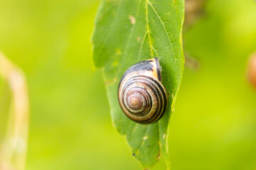 A beautiful small garden snail resting on the stalk of a plant. Seasonal summer scenery in garden...
