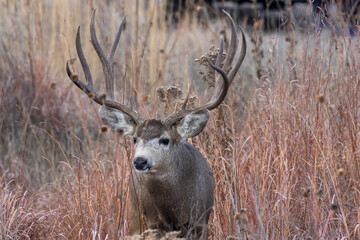 Mule Deer Buck During the Rut in Autumn in Colorado