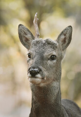 야생 수컷 노루