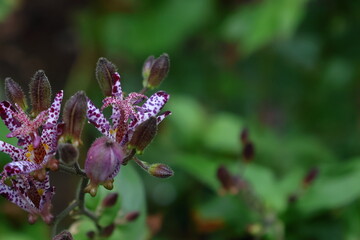 格調高い気品ある花姿
