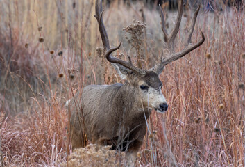 Mule Deer Buck During the Rut in Autumn in Colorado