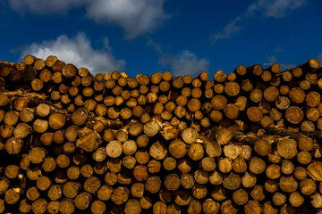 Massive stack of cut logs outdoors, representing forestry production and raw material processing. © Buonaventura