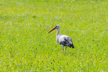 Storch auf der Wiese