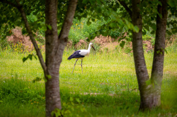 Beautiful white storks, adult and young, gathering in the meadow for winter migration. A late summer scenery in Latvia, Europe.