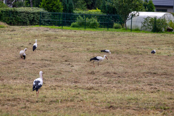 Beautiful white storks, adult and young, gathering in the meadow for winter migration. A late summer scenery in Latvia, Europe.