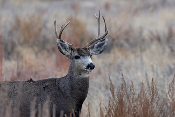 Mule Deer Buck During the Rut in Autumn in Colorado