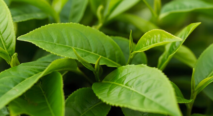 High-quality, vibrant green tea leaves captured in stunning close-up detail, showcasing natural freshness and organic beauty.