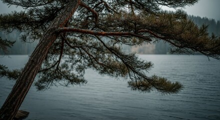 Pine tree branch extending over a misty lake with distant forested shoreline