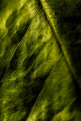 Close-up detail of green leaf surface and texture. Pau Brasil