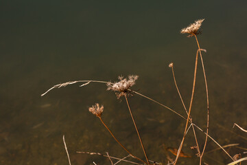 Fleurs sur tige et brins d'herbes sauvages au bord d'un lac, couleurs brun doré au premier plan et brun foncé en arrière plan