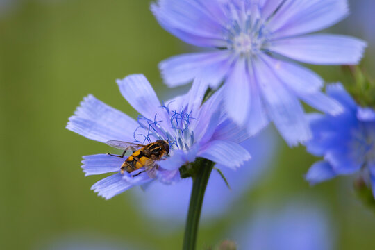 A beautiful bee feeding in wild chicory flowers in the summer meadow. Seasonal scenery of rural Latvia, Europe.