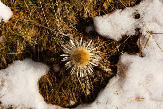 Fleur sauvage s&eacute;ch&eacute;e entour&eacute;e de neige, vue du dessus en gros plan sur un sol brun d'automne, chardon avec un coeur duveteux et des p&eacute;tales fines et argent&eacute;es
