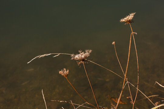 Fleurs sur tige et brins d'herbes sauvages au bord d'un lac, couleurs brun dor&eacute; au premier plan et brun fonc&eacute; en arri&egrave;re plan