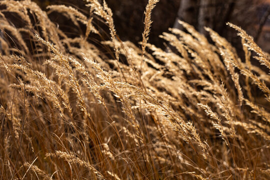 Herbes sauvages s&eacute;ch&eacute;es et dor&eacute;es au soleil dans un champ, mouvement des tiges de droite vers la gauche, couleurs douces et chaudes