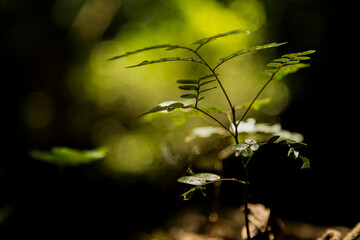 Young seedling growing on the forest floor under natural sunlight