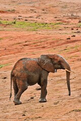 Close-up of baby elephant in Africa