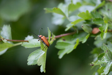 A beautiful summer garden scenery of colorful bug sitting on a garden plants. Seasonal scenery of rural Latvia, Europe.