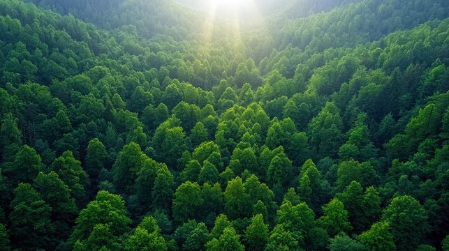 An aerial view of a dense, green forest canopy, bathed in sunlight. The image captures the natural beauty of the trees and landscape.