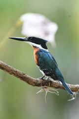 Green Kingfisher on branch
