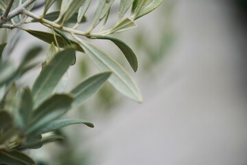 Obraz premium Close-Up of Olive Leaves – Mediterranean Botanical Texture and Nature Detail