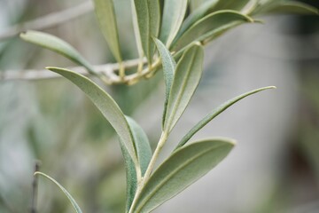 Close-Up of Olive Leaves – Mediterranean Botanical Texture and Nature Detail