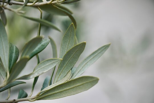 Close-Up of Olive Leaves &ndash; Mediterranean Botanical Texture and Nature Detail