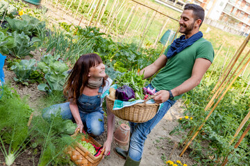 Couple harvesting fresh organic vegetables and smiling in a community garden
