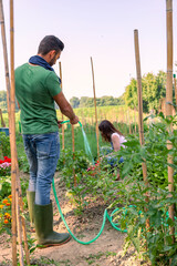 Young couple working together in their organic vegetable garden, watering fresh plants