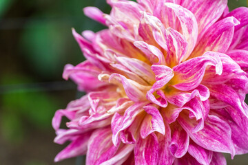 鮮やかなピンクと白の模様が入ったダリアの花のクローズアップ