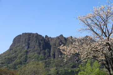 妙義山の桜